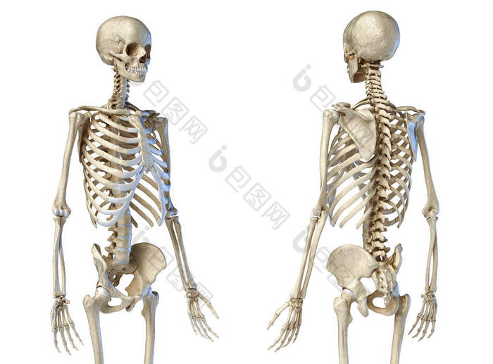 人类男性骨架图前视图和后透视视图图片-包图网企业站
