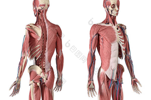 人3/4身体骨骼与肌肉，<strong>静脉</strong>和<strong>动脉</strong>。透视正面和背面视<strong>图</strong>.