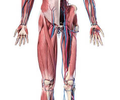 人体解剖学、肢体和髋骨、肌肉和心血管系统.