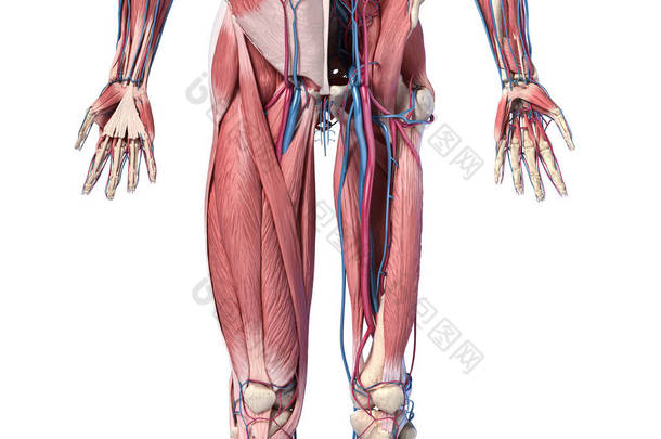 人体解剖学、肢体和髋骨、肌肉和心血管系统.