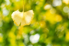 Design concept - Beautiful yellow ginkgo, gingko biloba tree leaf in autumn season in sunny day with