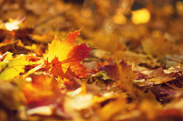 秋天的叶子背景。 黄色枫叶覆盖在模糊的纹理与复制空间。 秋天的概念。 金秋贺卡