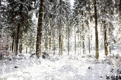 白雪覆盖冷杉树的冬季景观 .