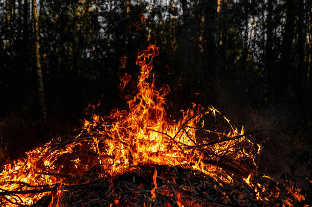 森林大火，大自然的大火，树木的毁坏.