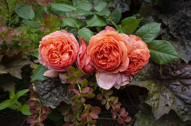 大卫 · 奥斯汀的橙红色玫瑰《夏之歌》、勃艮第土拨鼠和桑树的花朵布置。 花卉景观风格的<strong>电脑桌面</strong>墙纸