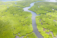 红树林，顶视图。红树林和蜿蜒的河流。热带背景