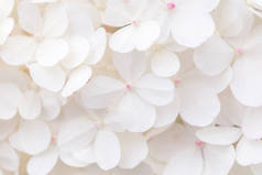 宏观照片，大型白色水仙花，自然背景