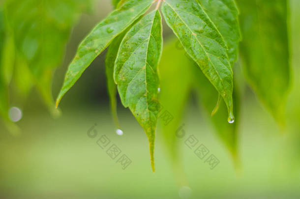树叶上的雨滴。 雨天，早秋。 四.后续行动.