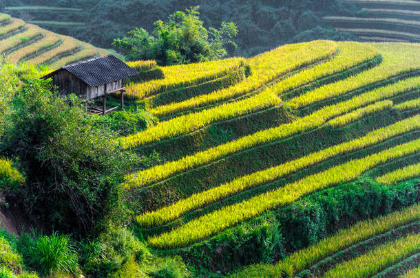 越南穆坎寨区稻田景观图
