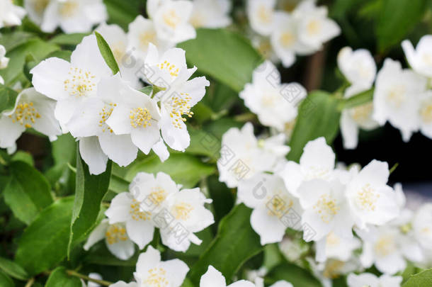 花园里美丽的白色茉莉花.