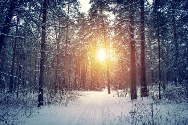 有冬季森林和明亮的阳光的风景。日出，日落在美丽的雪地森林里.