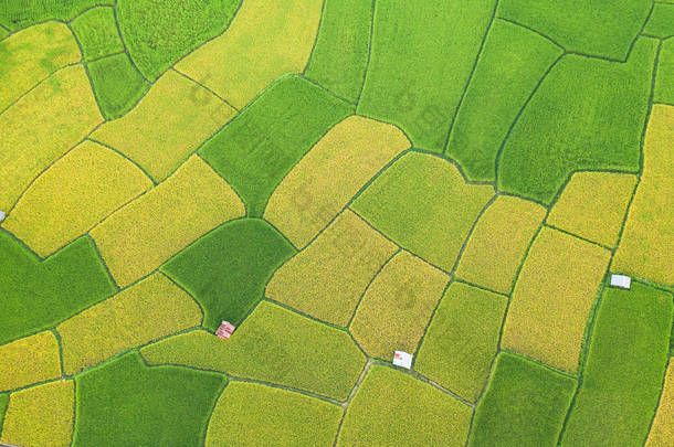 绿黄稻田景观的空中景观差异