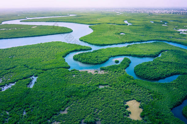 冈比亚红树林。 冈比亚红树林的空中景观。 射中