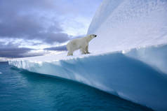 格陵兰东北部峡湾冰山上的北极熊