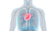 人类循环系统心脏解剖。3D