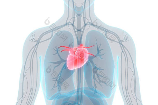 人类循环系统<strong>心脏</strong>解剖。3D