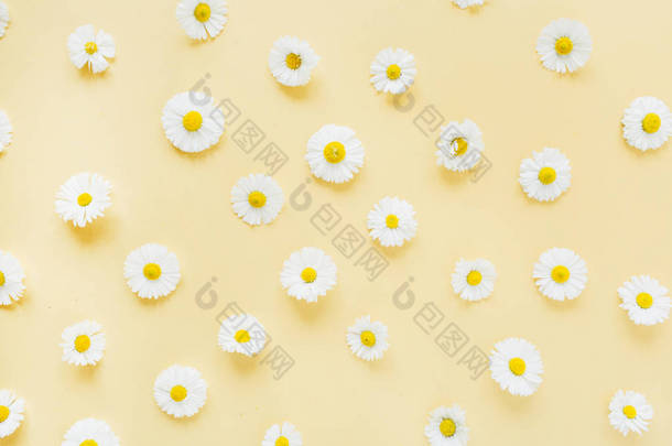 黄色背景上的白色菊花图案。 平铺，顶视图最小花卉构图.