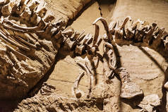 博物馆墙上的假化石