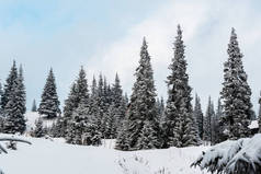 高山覆盖雪地的松树林景致