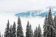 雪山美景，松林，白云飞扬