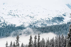 雪山美景，松林，白云飞扬