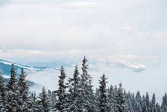 雪山美景，松林，白云飞扬