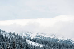 雪山美景，松林，白云飞扬