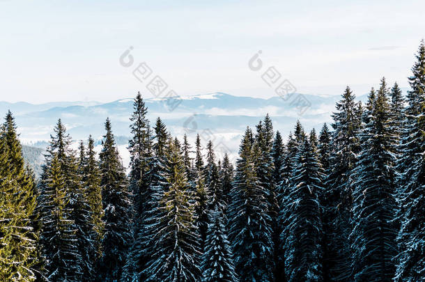 白色蓬松的云彩覆盖着松树的雪山风景