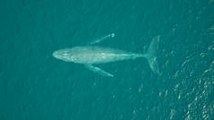 座头鲸空中景观海洋游泳3D插图3D渲染