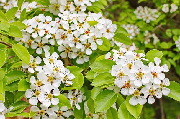 奇形怪状美丽的许多树枝白花，苹果芽花园春天里开着开满了种子的部分植物，雄蕊，花梗，周围环绕着色彩艳丽的花冠，花瓣