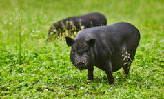 可爱肥肚猪在私有农场的自由草甸