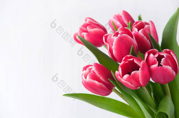 Spring banner. Purple pink tulip bouquet on the white background. Easter and spring greeting card. W
