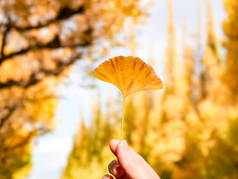 yellow ginkgo tree in autumn. Autumn park in Tokyo, Japan.