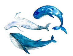 白色背景上可爱的水彩鲸。素描插图