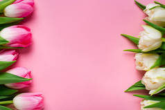 粉色背景下的一排排白色和粉色郁金香的顶部视图