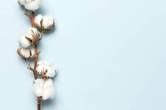 平铺漂亮的棉花枝条在蓝色背景上,顶视图复制空间.精致的白色棉花.浅色棉质背景.棉花生产
