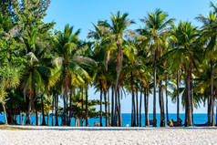 中国海南三亚- 2020年2月20日：南海萧东海湾沿岸阳光明媚的热带棕榈树和植物。自然景观.