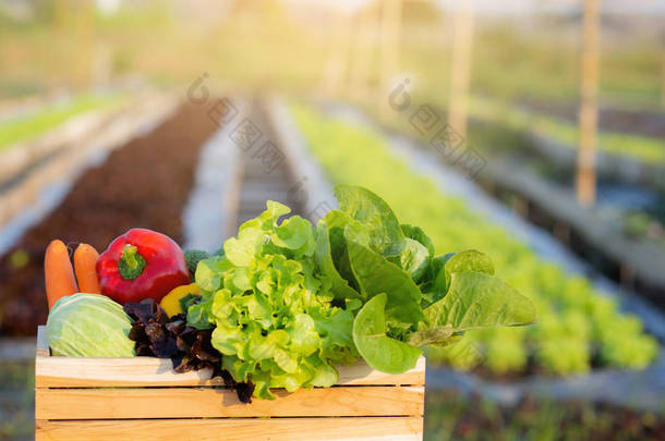 水栽农场的新鲜有机生菜和沙拉篮子中的水果、素食和健康食品或配料以及具有复制空间的烹调健康的香草、农场收获、营养概念.