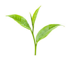 绿茶叶在白色背景下被隔离