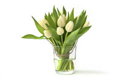 玻璃瓶中的白色郁金香花，背景为白色。春天的郁金香花束
