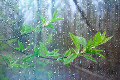 森林里的春雨，嫩芽的枝条，嫩叶上有雨滴