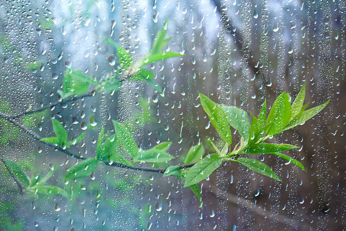 森林里的春雨，嫩芽的枝条，嫩叶上有雨滴