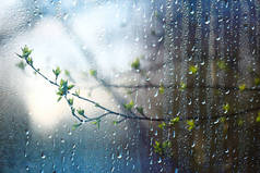 森林里的春雨，嫩芽的枝条，嫩叶上有雨滴