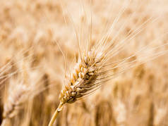 乌萨州东华盛顿州的金熟小麦田