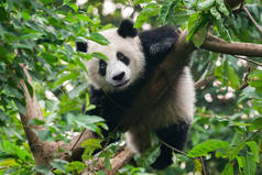 大熊猫熊爬树