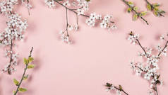 花分枝，白色的枝条，粉色背景的猫柳树。春天,东方季节背景,横幅.春天花卉,扁平的摆设.