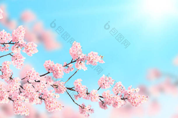 水平横幅，有粉红色的藏红花，背景阳光明媚。美丽的自然春光背景和盛开的<strong>樱花枝</strong>条.文本的复制空间