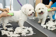 新郎用电动剪子修剪一只小狗Bichon Frise 。在狗发型师中剪头发的狗叫比雄 · 弗里斯.动物理发师.