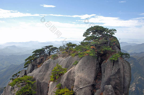 中国安徽省黄山.在通往黄山最高处的荷花峰的路上，一个岩石的露头被松树盖住了。中国黄山的风景景观.