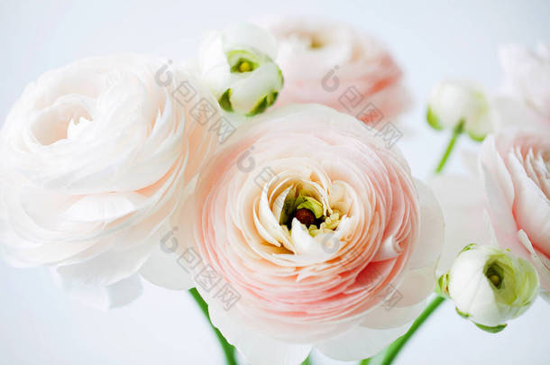 在白色背景上的玻璃花瓶中，新切碎的蓝花或波斯蝴蝶花朵在玻璃花瓶中的美丽柔嫩花朵。浪漫礼物的花朵组成。水平方向